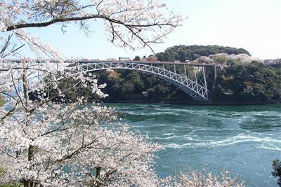 西海橋周辺で約1000本の桜が満開に