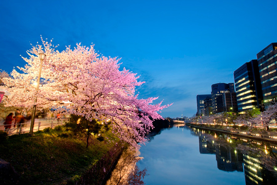 幻想的な桜の美しさを見ることができます 幻想的な桜の美しさを見ることができます