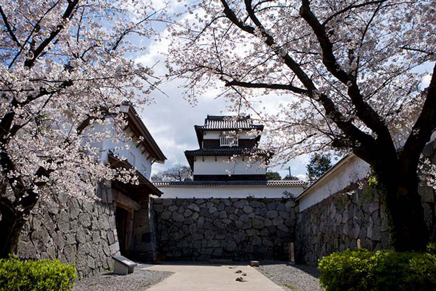 福岡城に桜と光の花が咲きます