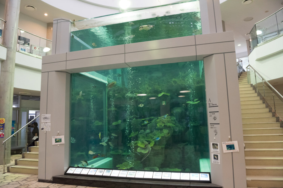 大きな水槽が出迎えてくれます 大きな水槽が出迎えてくれます