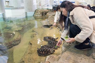 ウミガメの餌やり体験。なかなかできない貴重な経験になります