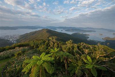 頂上の展望台からの眺めは絶景。大島海峡のリアス式海岸が美しい