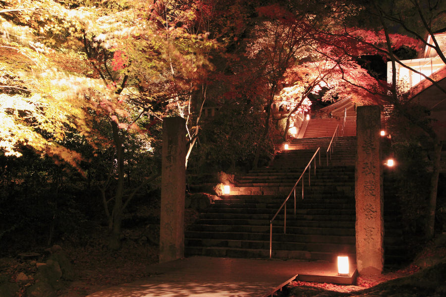 ライトアップされた紅葉も見逃せません ライトアップされた紅葉も見逃せません