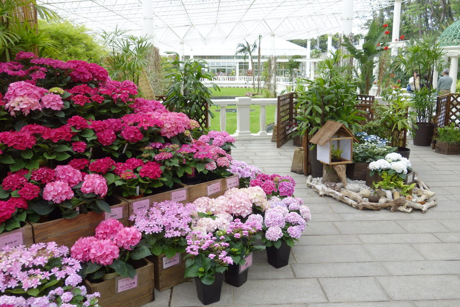 80品種160鉢のアジサイが展示されています 80品種160鉢のアジサイが展示されています