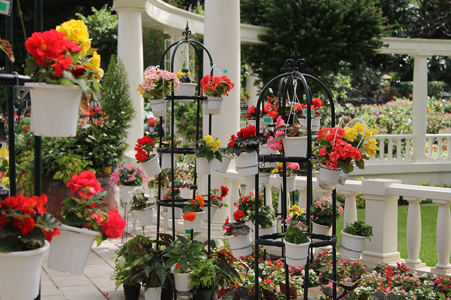 色鮮やかにさく「ベゴニア」 フラワーパークかごしまを代表する花のひとつ「ブーゲンビレア」
