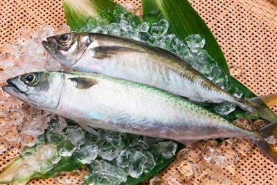大分市佐賀関のブランド高級魚「関アジ関サバ」
