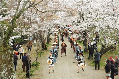 満開の桜の道を練り歩きます