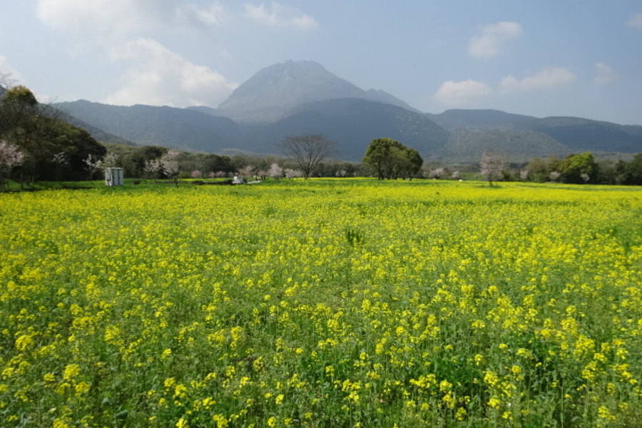 約1000万本の菜の花は黄色い絨毯のよう