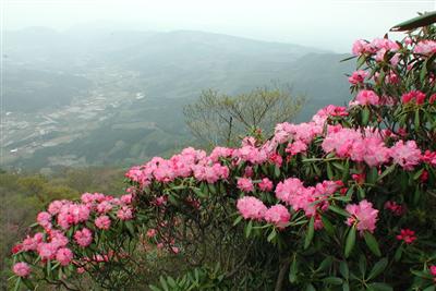 見頃を迎えたシャクナゲの花も楽しめます