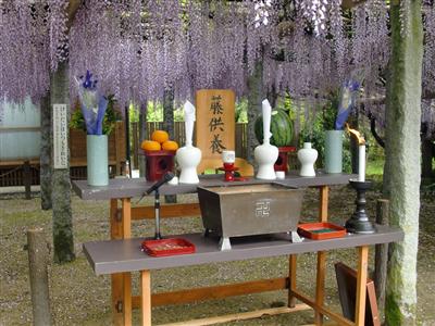 根元に酒を注ぐ藤供養が行われます