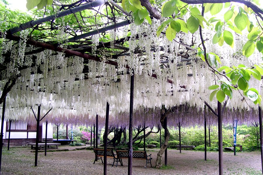 20メートル四方の棚に広がる樹齢170年の大藤 20メートル四方の棚に広がる樹齢170年の大藤