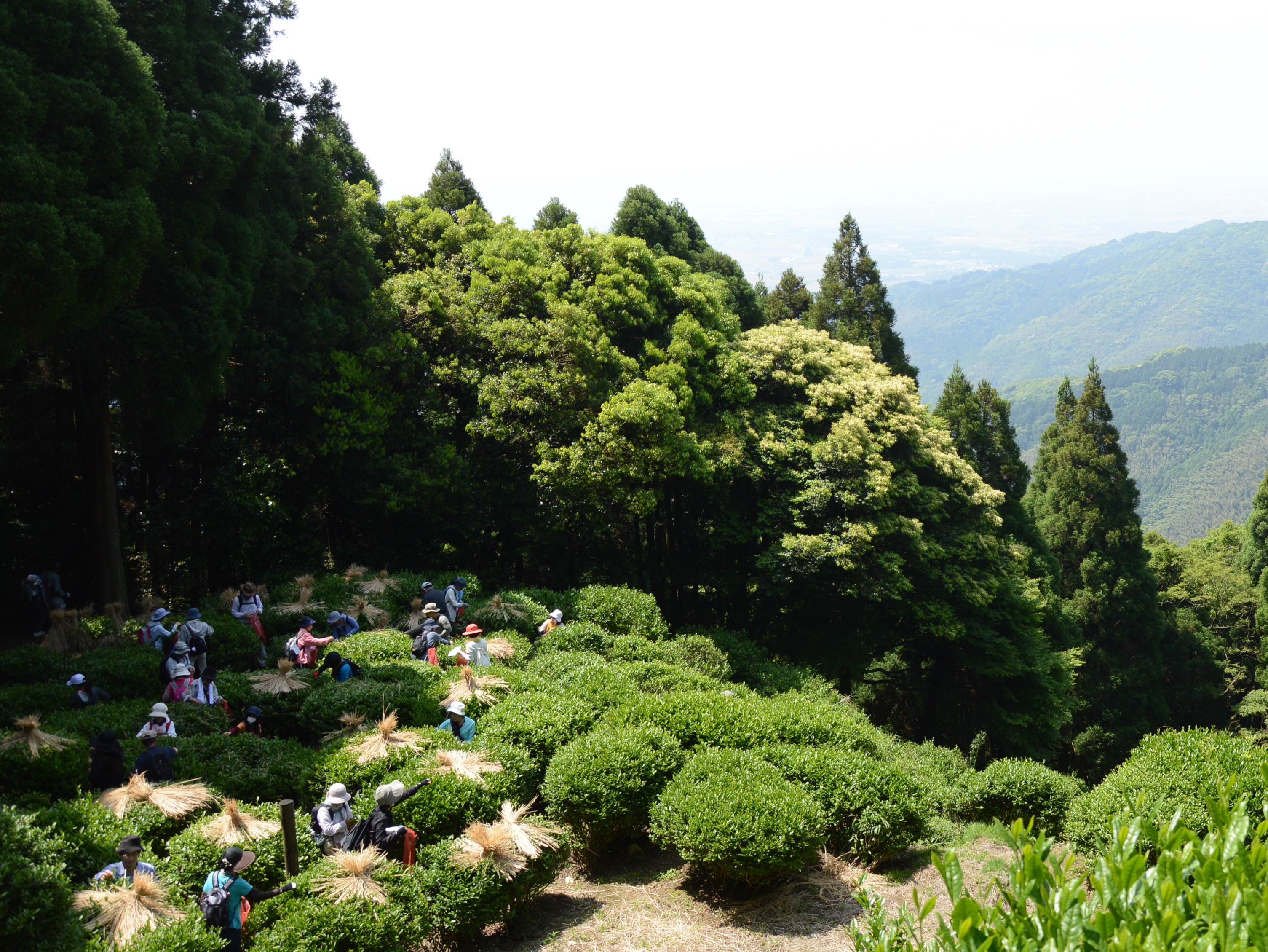 霊仙寺周辺にて茶摘み体験などが行われます