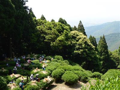 霊仙寺周辺にて茶摘み体験などが行われます