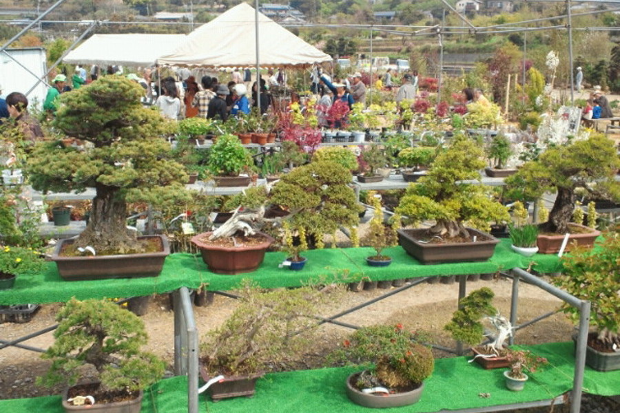 小さなものから大きなものまで、さまざまな植木が並びます
