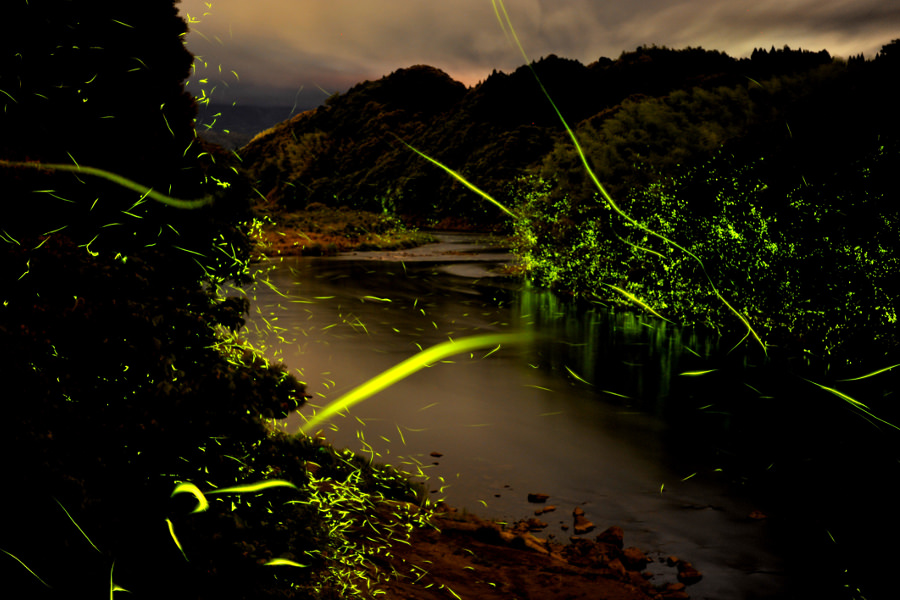 日本でも有数のホタルの里、川内川 日本でも有数のホタルの里、川内川