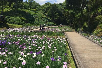 全国的にも大変めずらしい、棚田を活かした花しょうぶ園