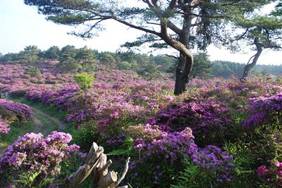登山道途中にある広さ約4ヘクタールのミヤマキリシマの群生地
