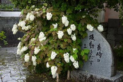 柏葉紫陽花