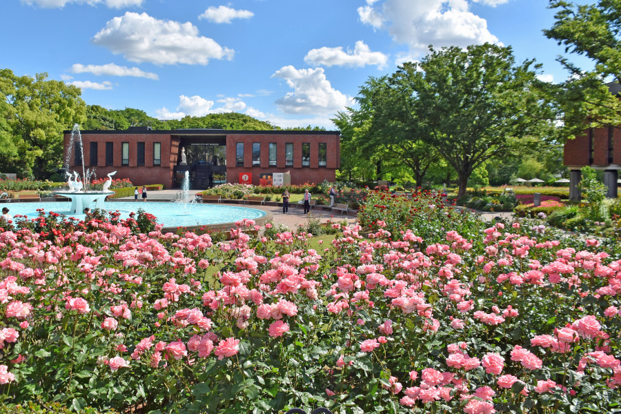 溢れんばかりのバラの花が見事に咲き誇ります 溢れんばかりのバラの花が見事に咲き誇ります
