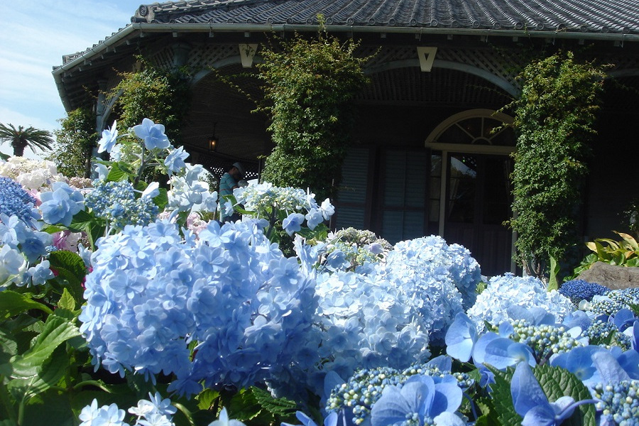 ながさき紫陽花 おたくさ まつり シーボルトが愛した花 アジサイ を観賞 長崎 たびらい ながさき紫陽花 おたくさ まつり シーボルトが愛した花 アジサイ を観賞 長崎 たびらい
