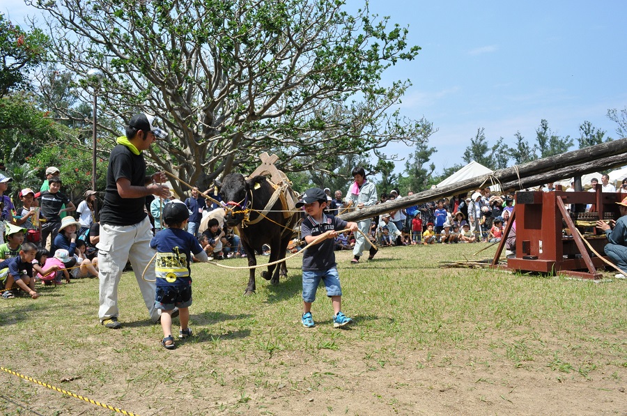 牛とサタグンマを使って黒糖づくりの実演をします 牛とサタグンマを使って黒糖づくりの実演をします