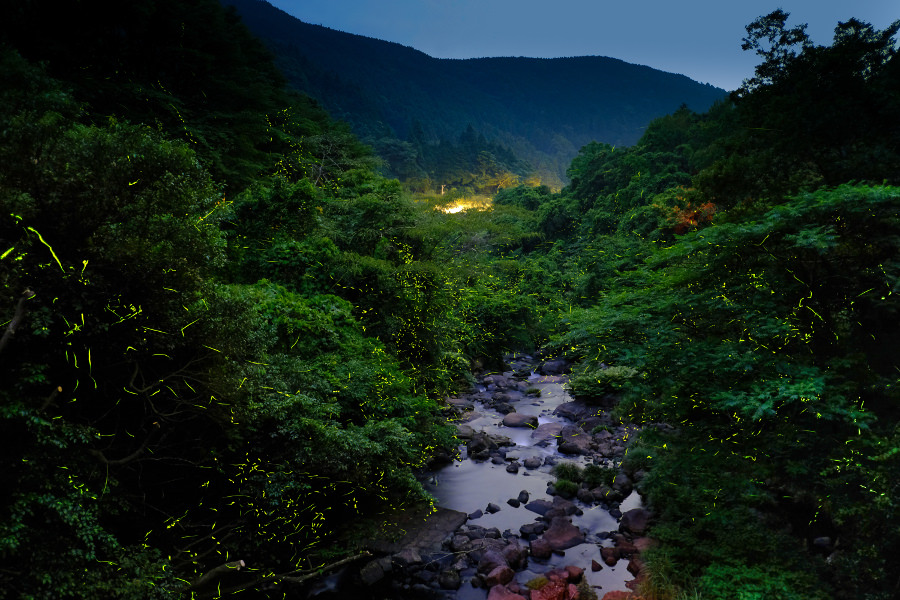 多い時は、摩天楼のごとくたくさんのホタルが飛び交います 多い時は、摩天楼のごとくたくさんのホタルが飛び交います