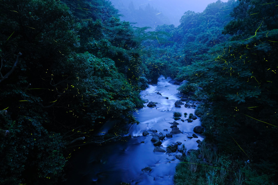 嬉野岩屋川内ダム上流のホタルスポット 嬉野岩屋川内ダム上流のホタルスポット