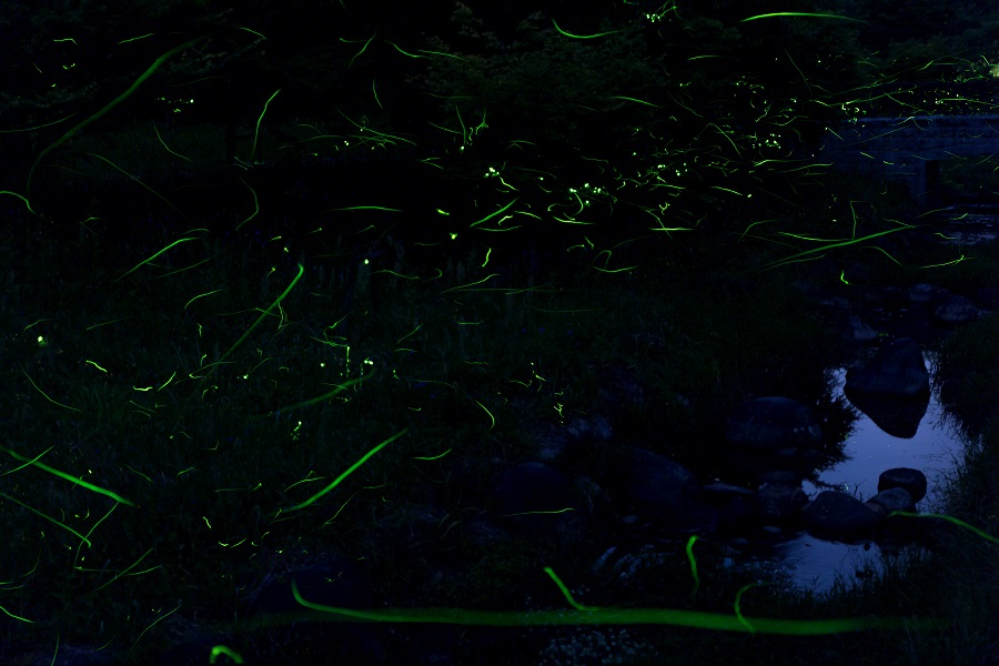 ホタルが乱踊する幻想的な風景 ホタルが乱踊する幻想的な風景