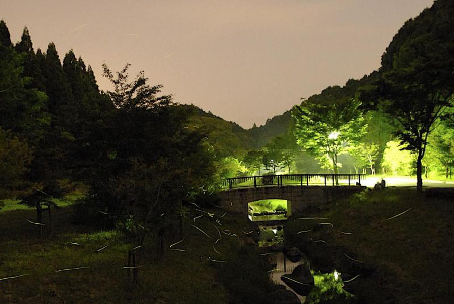 1万匹のホタルとともに温泉も満喫できます 1万匹のホタルとともに温泉も満喫できます