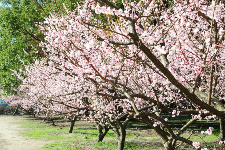 2～3月頃に咲いた梅の花。四季折々の表情を楽しめます