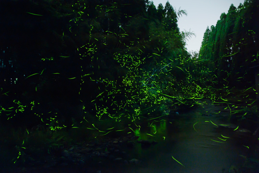宝泉寺温泉の夏の風物詩「ホタル祭」 宝泉寺温泉の夏の風物詩「ホタル祭」