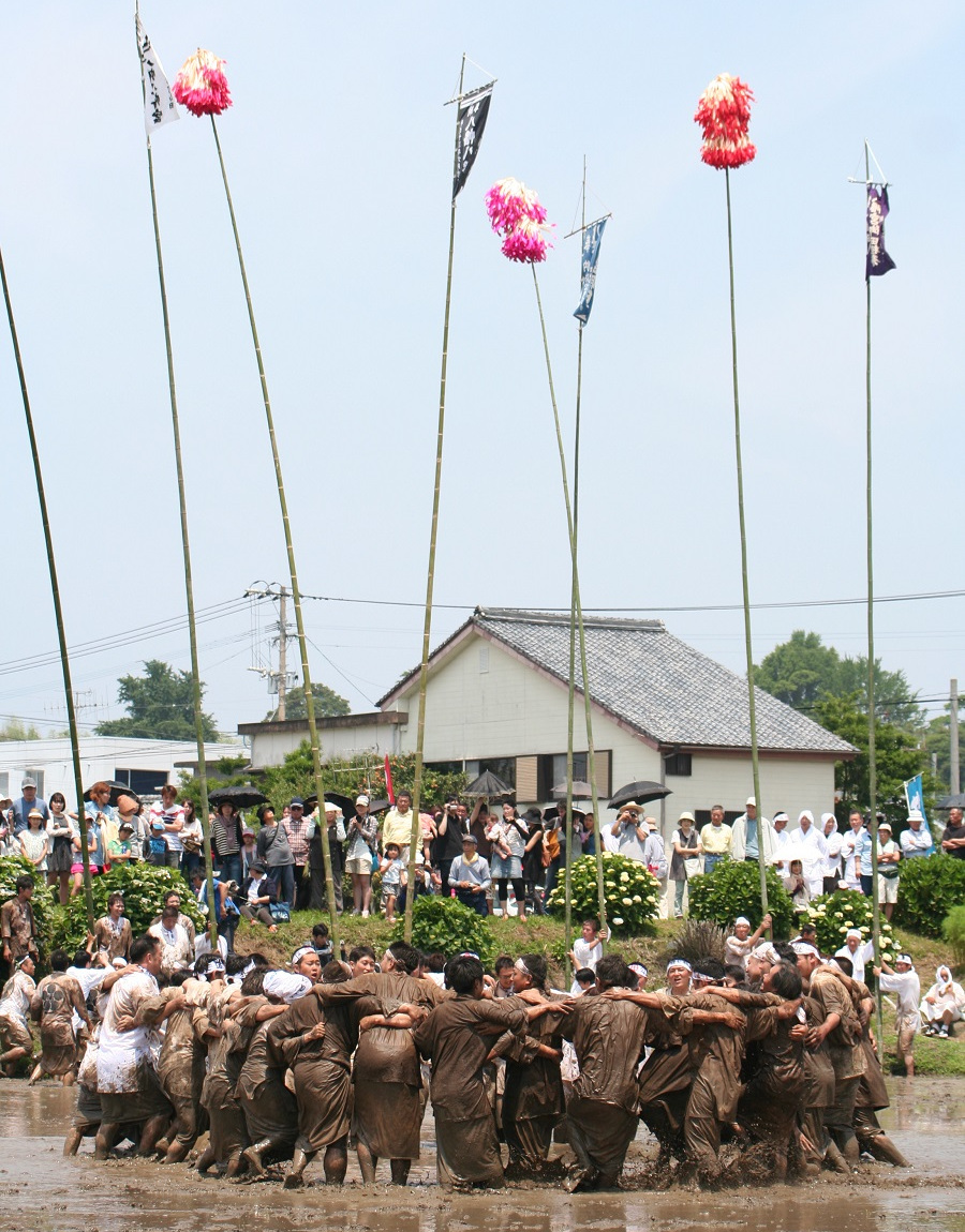 10メートルもある団旗竿を持って田を進みます 10メートルもある団旗竿を持って田を進みます