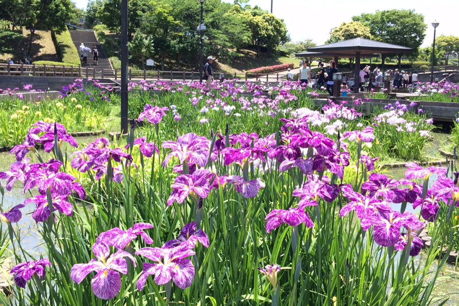初夏の訪れを告げる花菖蒲（画像は満開時のもの）