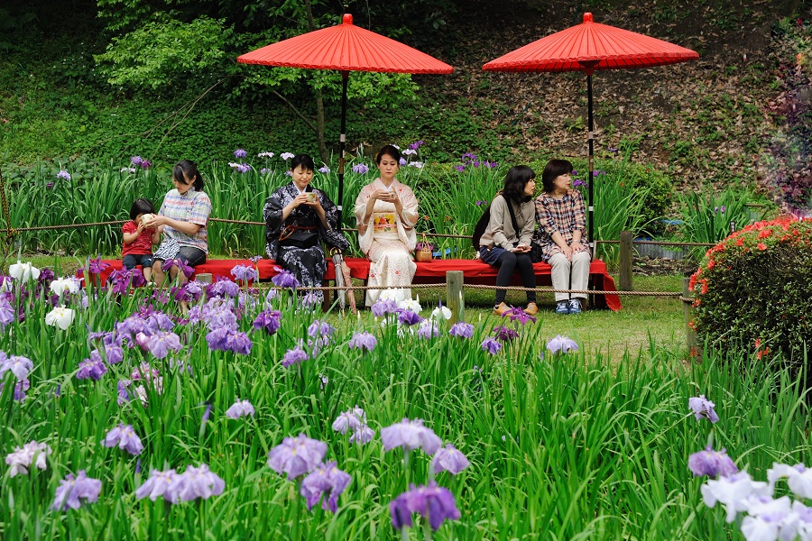 花しょうぶを眺めながら本格的なお茶を堪能できます 花しょうぶを眺めながら本格的なお茶を堪能できます
