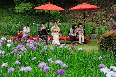 花しょうぶを眺めながら本格的なお茶を堪能できます