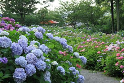 約7000株のアジサイが鮮やかに咲く、6月の千光寺
