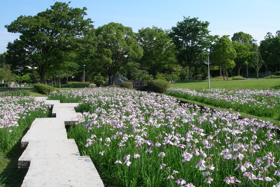一斉に見ごろを迎える久留米市中央公園の花菖蒲