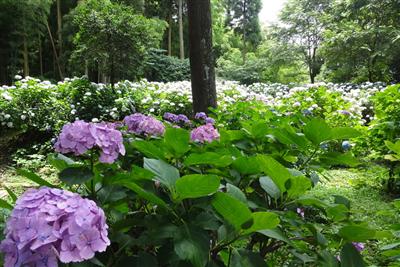 青、紫、白など、色とりどりのアジサイが咲く「あじさい園」