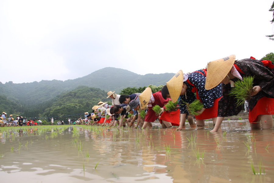 ほら貝の合図に合わせてゆっくりと苗を植えていきます