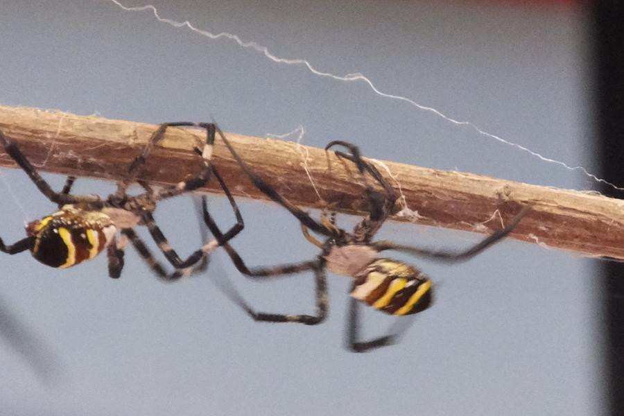 くも合戦大会は「優良ぐもの部」「合戦の部」「王将戦の部」の3つの部門で構成 くも合戦大会は3つの部門で構成