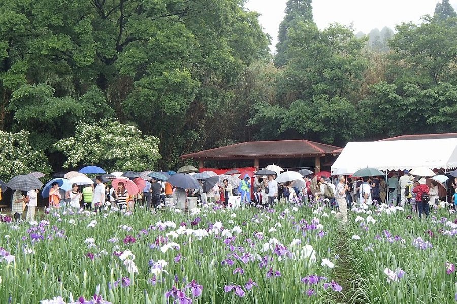 多くの人でにぎわう「神楽女湖花しょうぶ観賞会」 多くの人でにぎわう「神楽女湖花しょうぶ観賞会」