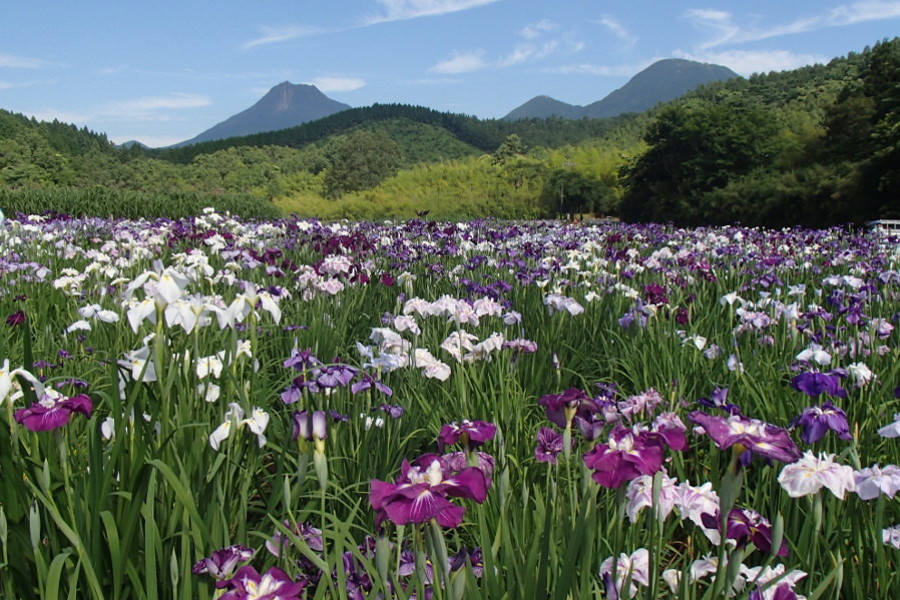 神楽女湖（かぐらめこ）の花菖蒲