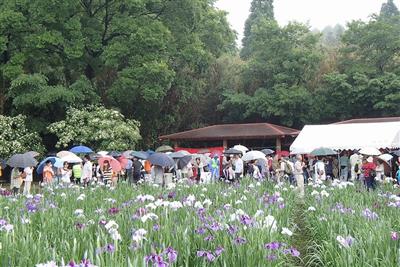多くの人でにぎわう「神楽女湖花しょうぶ観賞会」