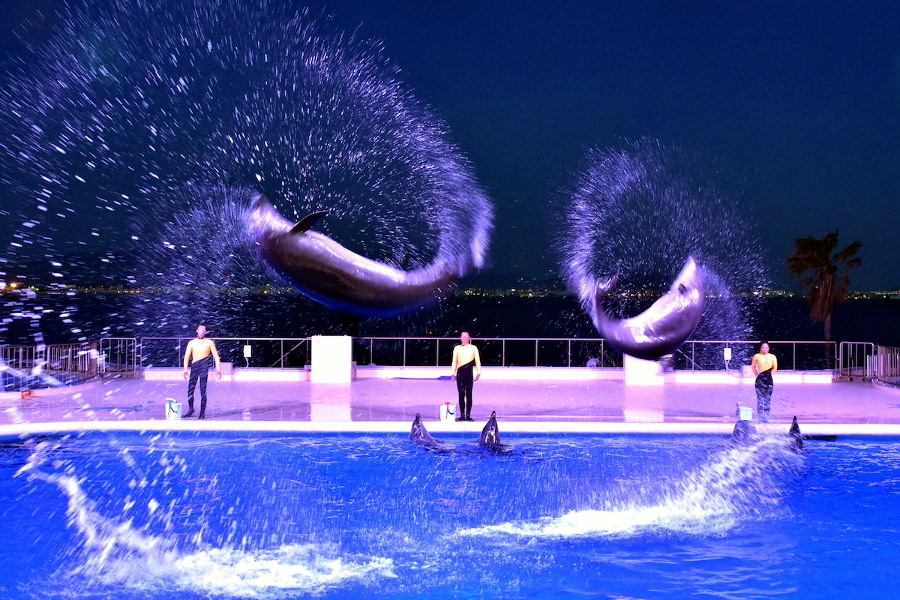幻想的な「夜のイルカショー」 幻想的な「夜のイルカショー」