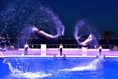 幻想的な「夜のイルカショー」