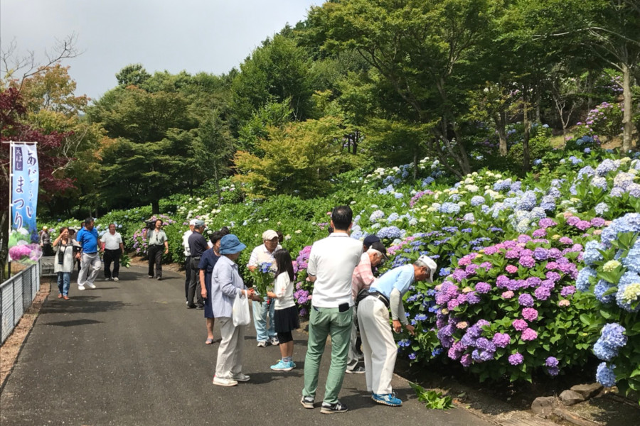 あじさいを見に多くの人でにぎわいます