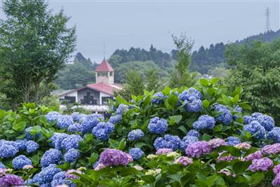 初夏の園内を涼しげに彩る2500株のアジサイ