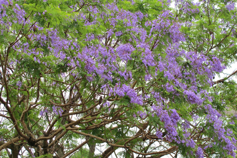 花びらは小ぶりで可愛らしく、原産国では日本の桜のように人々に