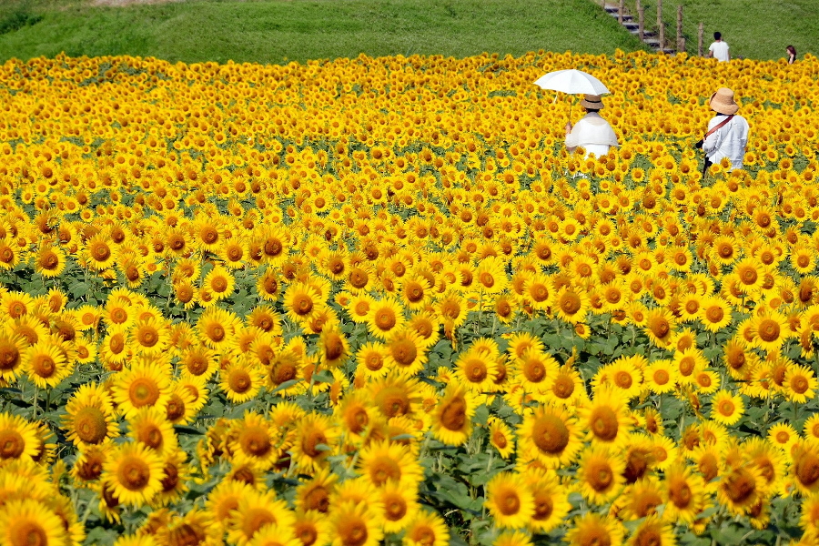 今年も50万本が迎える「柳川ひまわり園」 今年は、規模が広がり50万本が迎える「柳川ひまわり園」