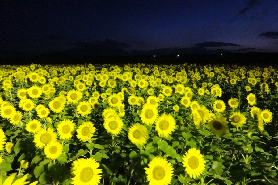 何時でも入場可能、日没から21時まではライトアップ 何時でも入場可能、日没から21時まではライトアップ